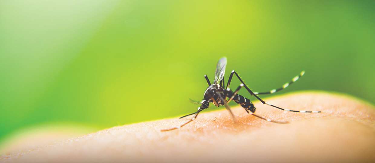 Use a borra do café para acabar com o mosquito da Dengue